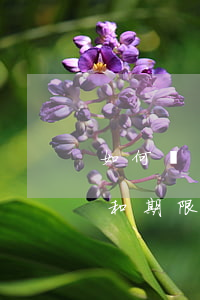 如何調(diào)整花唄延期還款的時間和期限？